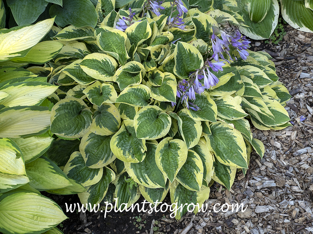 Bedazzled Hosta
(July 2)